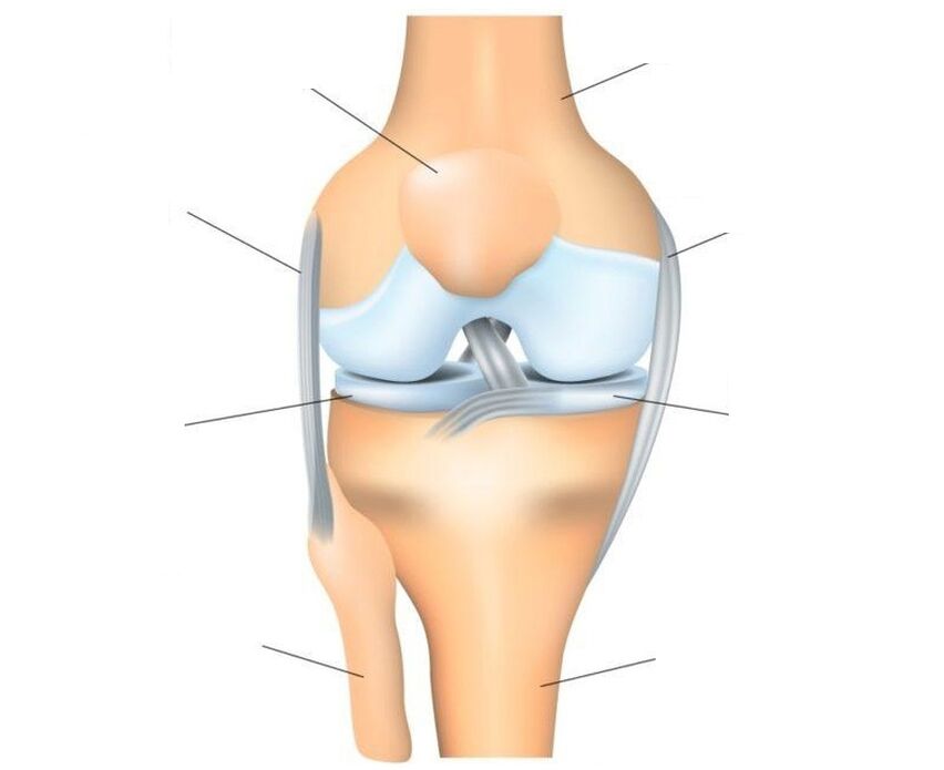 The structure of the knee joint
